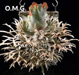 Platycerium willinckii "OMG" Staghorn Fern, Rare Plant