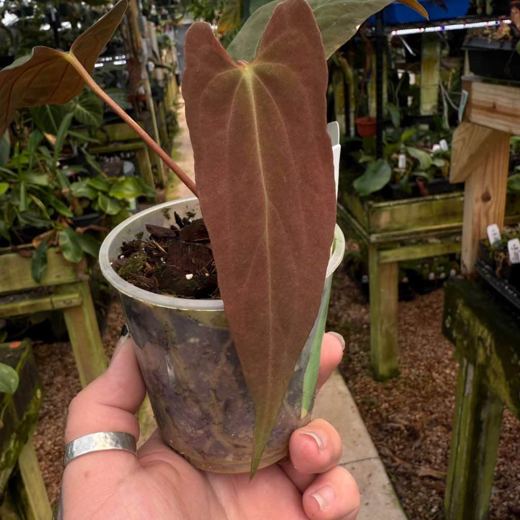 [MDR049] Anthurium Papillilaminum 'Fort Sherman' x 'Ralph Lynam'