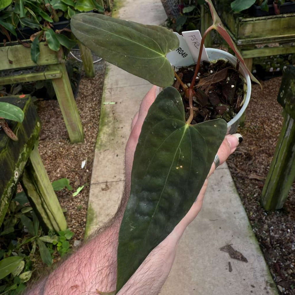 [MDR049] Anthurium Papillilaminum 'Fort Sherman' x 'Ralph Lynam'