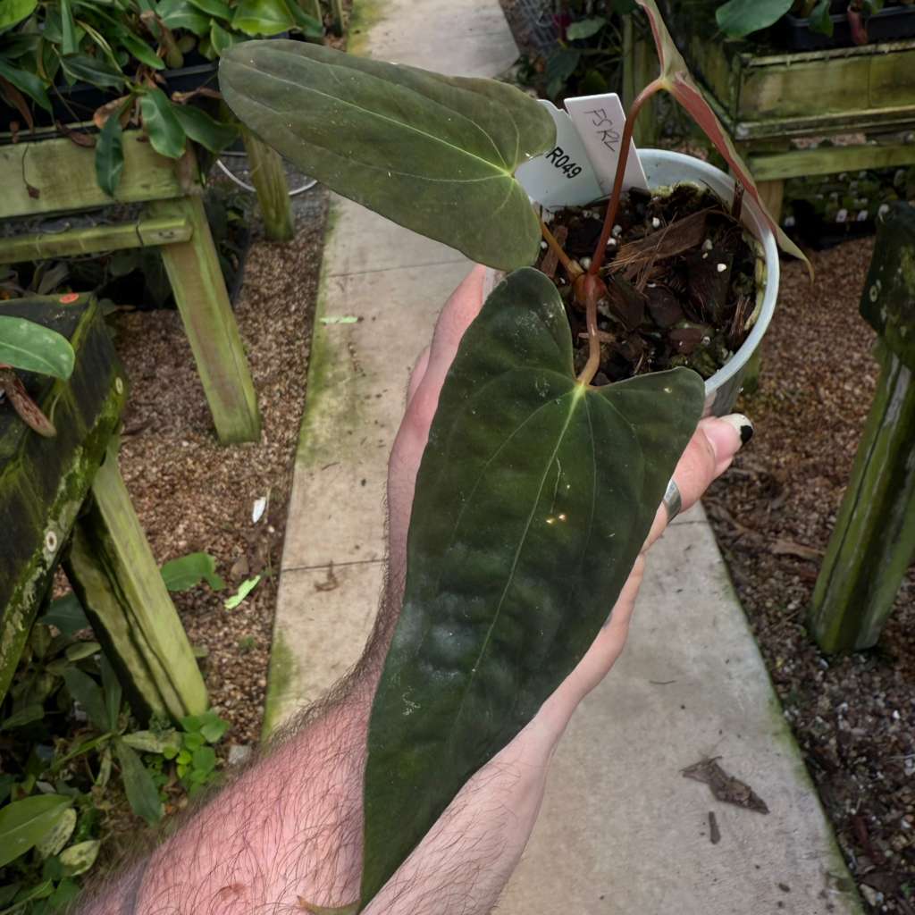 [MDR049] Anthurium Papillilaminum 'Fort Sherman' x 'Ralph Lynam'