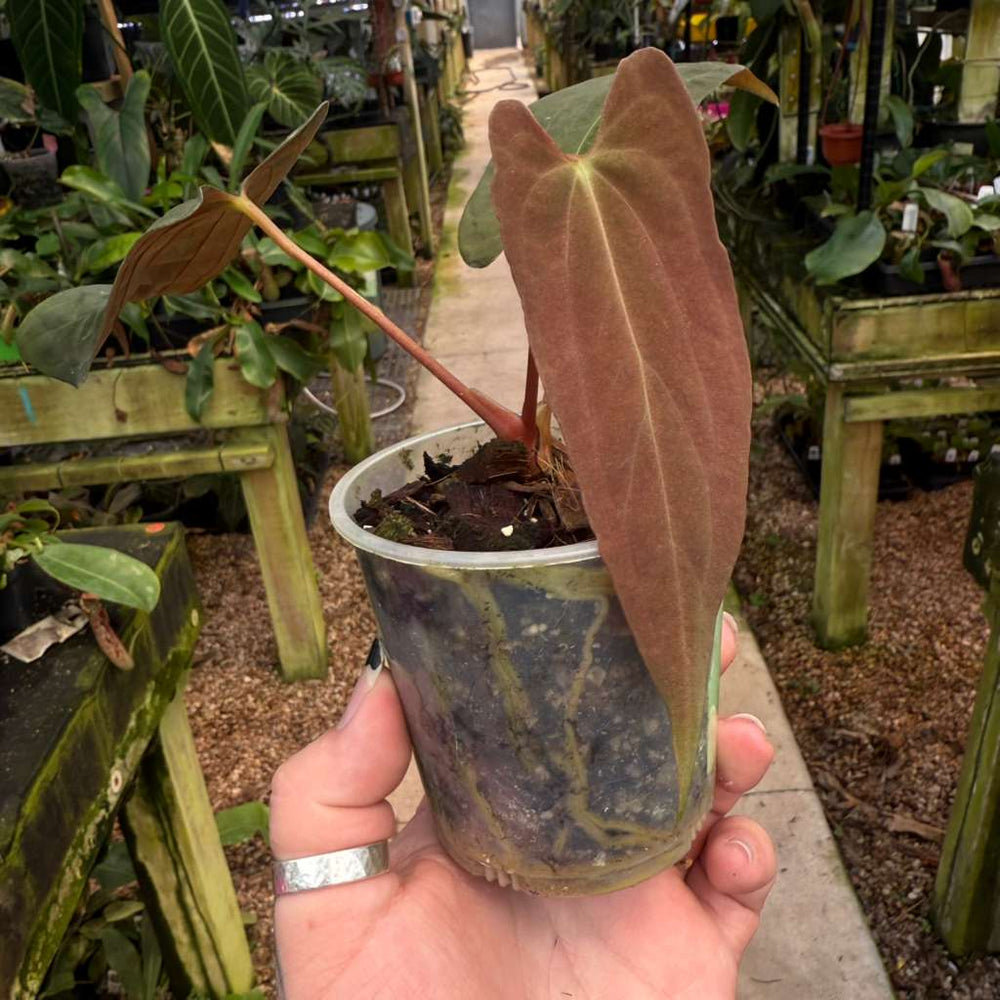 
                      
                        [MDR049] Anthurium Papillilaminum 'Fort Sherman' x 'Ralph Lynam'
                      
                    