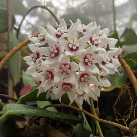 Hoya calycina Stargazer flowering cluster of white star shaped blooms with pink centers.