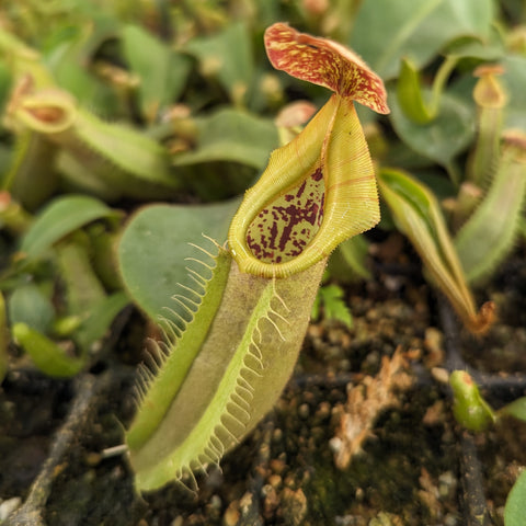 Nepenthes veitchii hybrid with a long yellow-green pitcher and red speckled lid