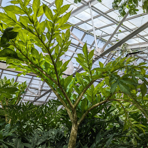 Amorphophallus konjac corpse flower plant with bright green pinnate leaves growing in a greenhouse