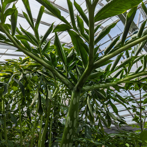 Amorphophallus prainii growing in a greenhouse with tall green stems and long narrow glossy leaves.