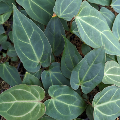 Close up of Anthurium magnificum Darien leaves showing blue green color and pale veins