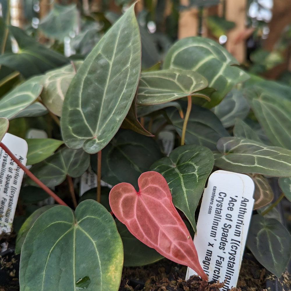 
                      
                        Anthurium [(crystallinum x magnificum) x 'Ace of Spades' FTG] x ('Red Crystallinum' x magnificum), CAR-0359
                      
                    
