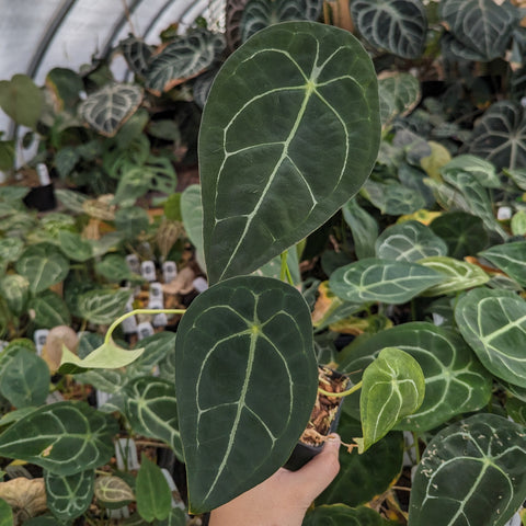 Anthurium forgetii silver with large dark green round leaves and pale veins.