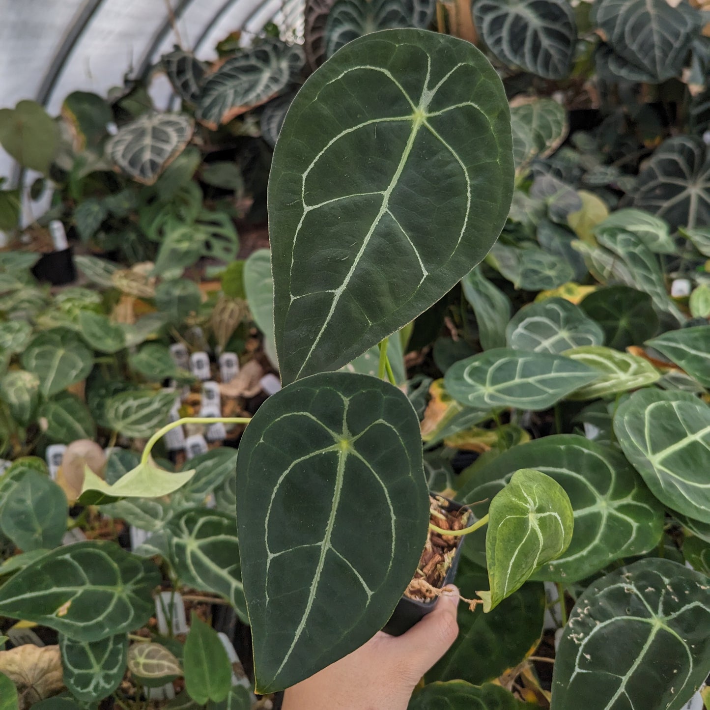 anthurium forgetii australia Anthurium forgetii (silver) – Carnivero