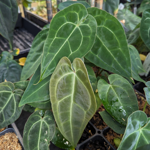Anthurium forgetii Dark x sp nov Darién foliage with dark green heart-shaped leaves and pale venation.