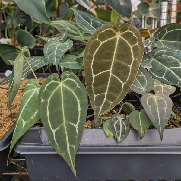 Anthurium (crystallinum 'Dark' x forgetii 'Dark') x (Red crystallinum x magnificum) -Tezula, CAR-0307