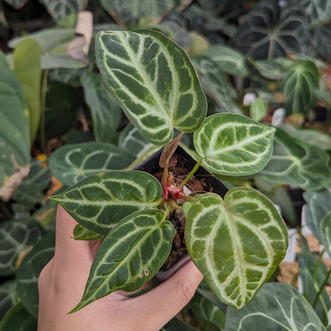 Anthurium Silver Blush x Michelle with dark green leaves and pale silvery venation