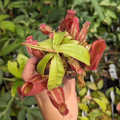 Nepenthes ampullaria Tricolor x William's Red Harlequin pitcher plant with red tubular traps and green leaves held in hand.