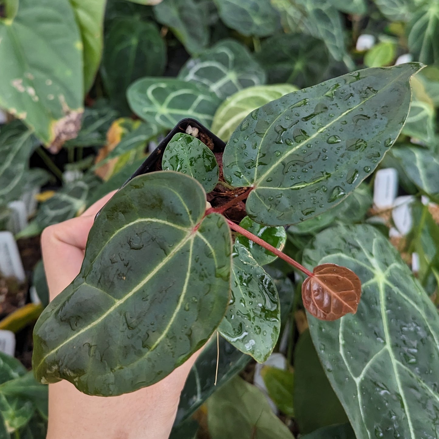 anthurium doc block f3 Anthurium Doc Block F2 x besseae aff. – Carnivero