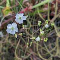 Drosera binata