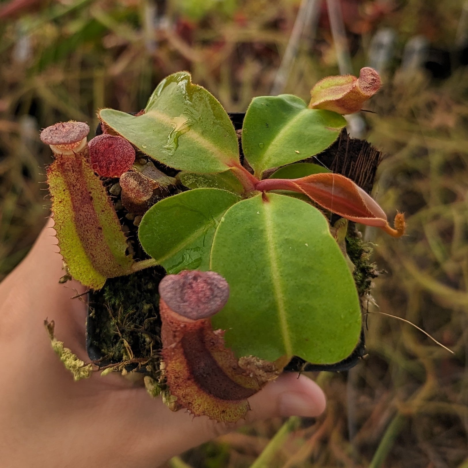 Nepenthes [(lowii x veitchii) x boschiana] -Red Ruffled x clipeata