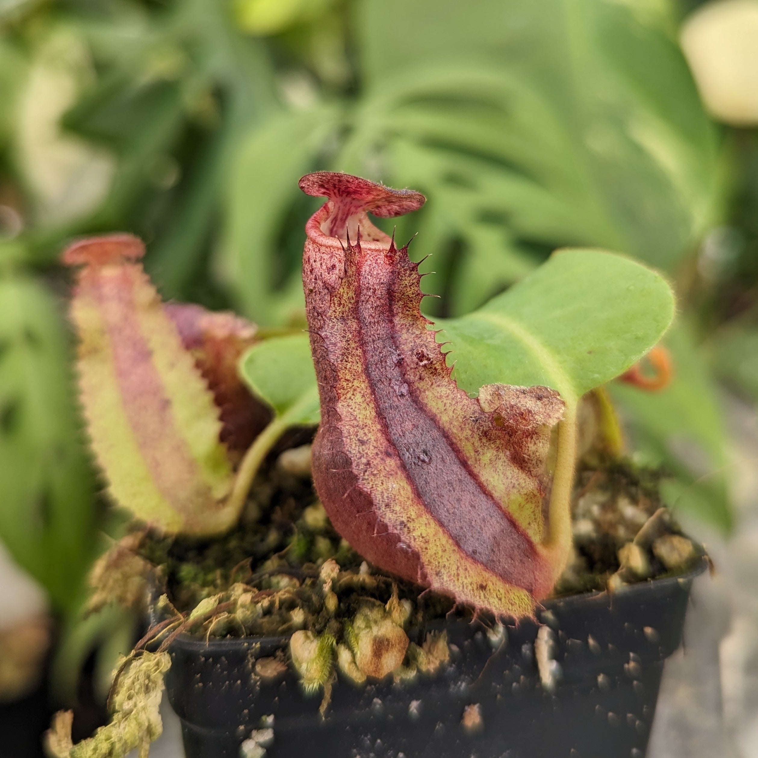 VG HeapUpOctaver プラッタ FR 1枚 Nepenthes [(lowii x veitchii) x boschiana] -Red Ruffled x clipeata