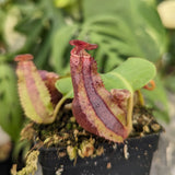 Nepenthes [(lowii x veitchii) x boschiana] -Red Ruffled x clipeata, CAR-0300