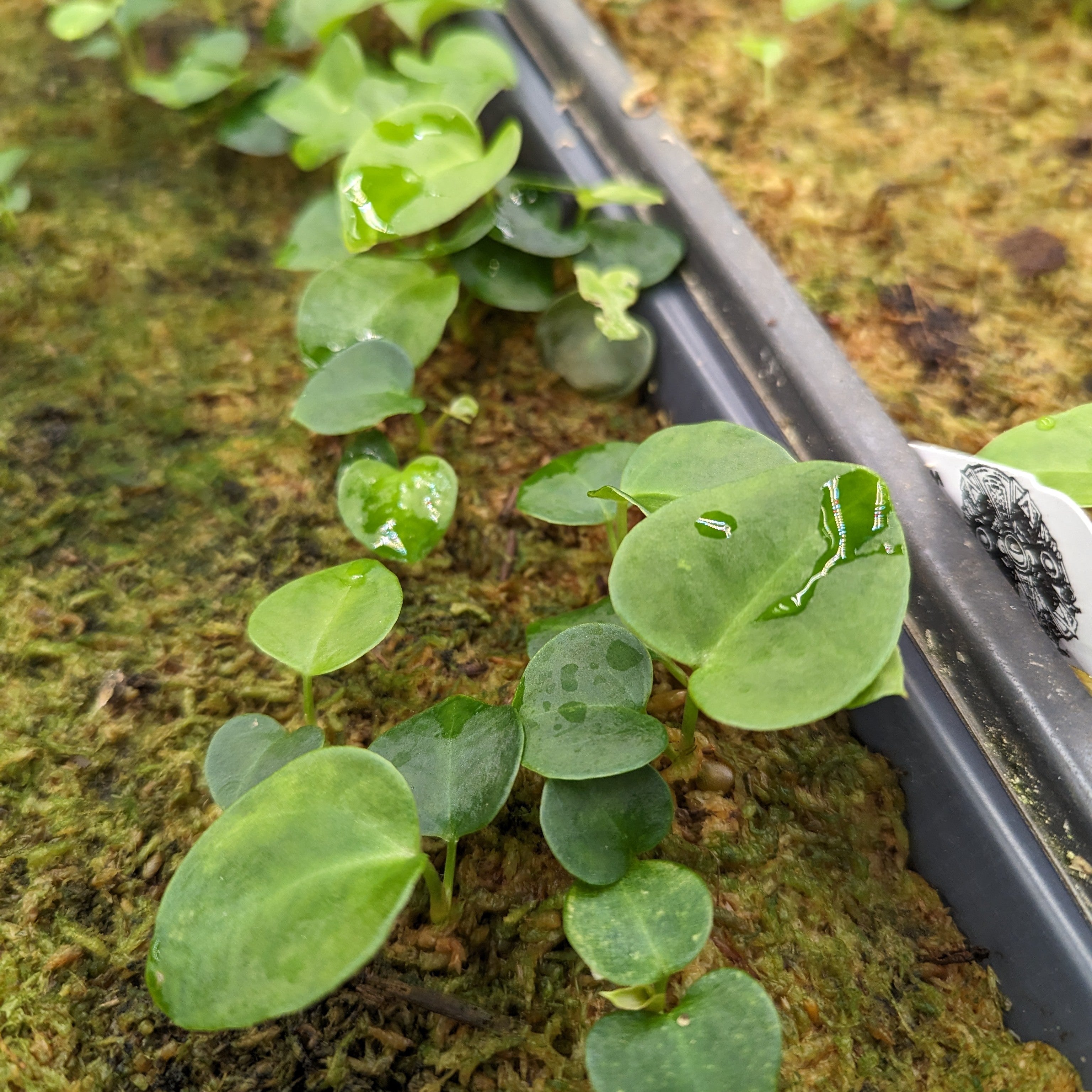 Anthurium Regale 002 鉢サイズロング尺特大！