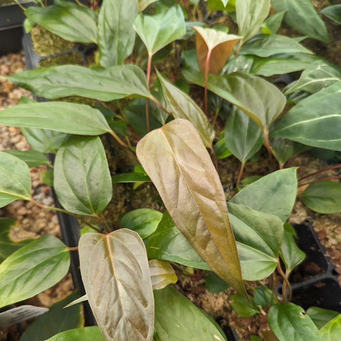 Anthurium acebeyae x papillilaminum plant with glossy green leaves and reddish stems