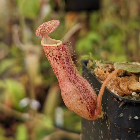 Nepenthes Nedali pitcher plant with a pink speckled pitcher and curled lid in a black plastic pot.
