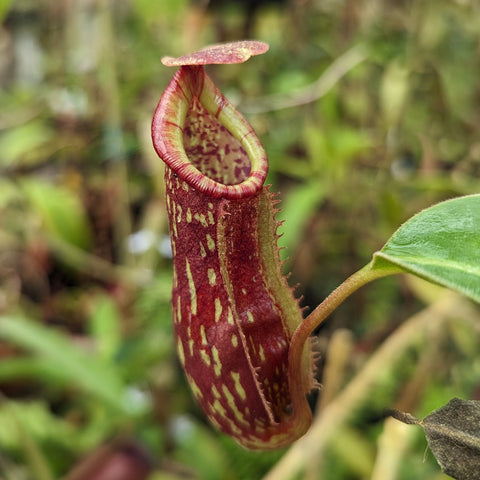 Curled looping lid on a maroon speckled Nepenthes pitcher against green foliage