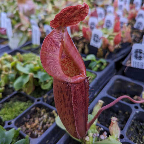 Close up of Nepenthes Song of Melancholy x spathulata x jacquelineae BE's Best red pitcher with a broad ribbed peristome against a dark background