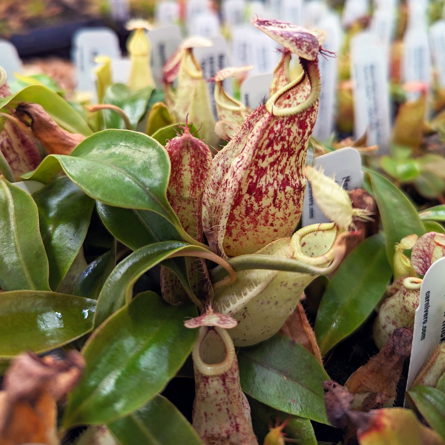 thick seed plant Nepenthes rafflesiana (JB x 'Thick Lip')-Seed Pod – Carnivero