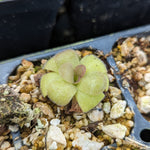 Pinguicula martinezii