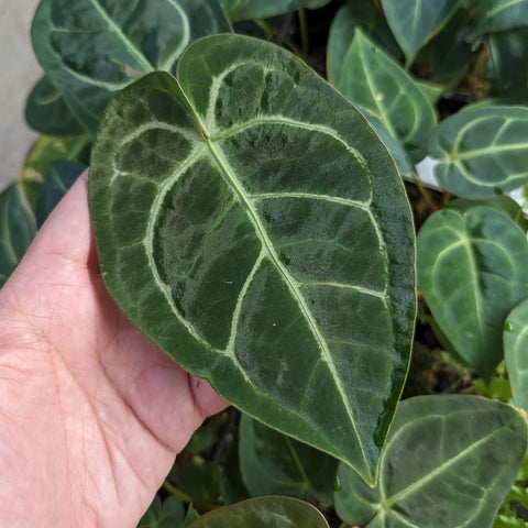 Close up of a large dark green Anthurium magnificum x regale leaf with pale veins.