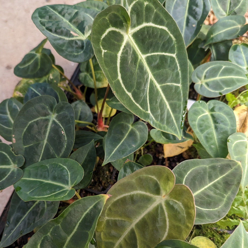 anthurium regale hybrid Anthurium magnificum x regale, CAR-0361 – Carnivero