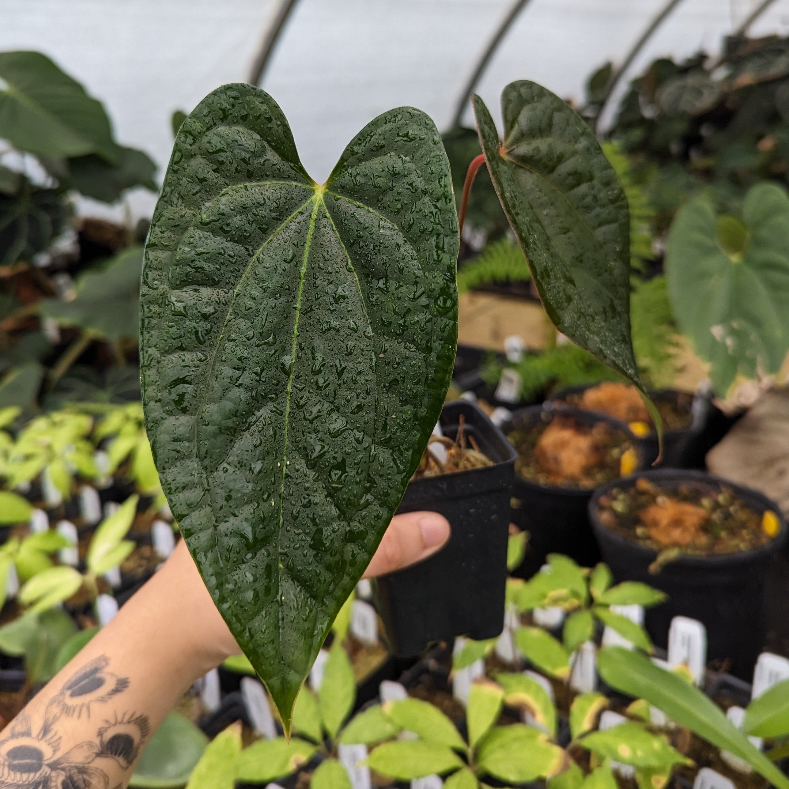 Anthurium Jungle Giant x luxurians – Carnivero