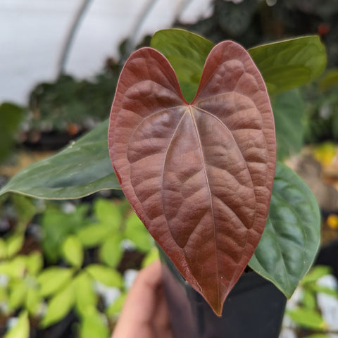 Red heart shaped leaf of Anthurium luxurians x papillilaminum SC1 in a pot