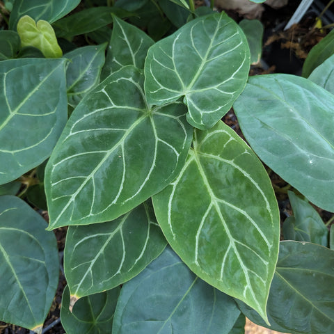 Group of glossy green Anthurium forgetii Silver x Indo Hoffmannii X leaves with striking pale venation
