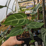 Anthurium (crystallinum x magnificum) "Tezula Select" x sp. nov Darién (besseae aff.), CAR-0311