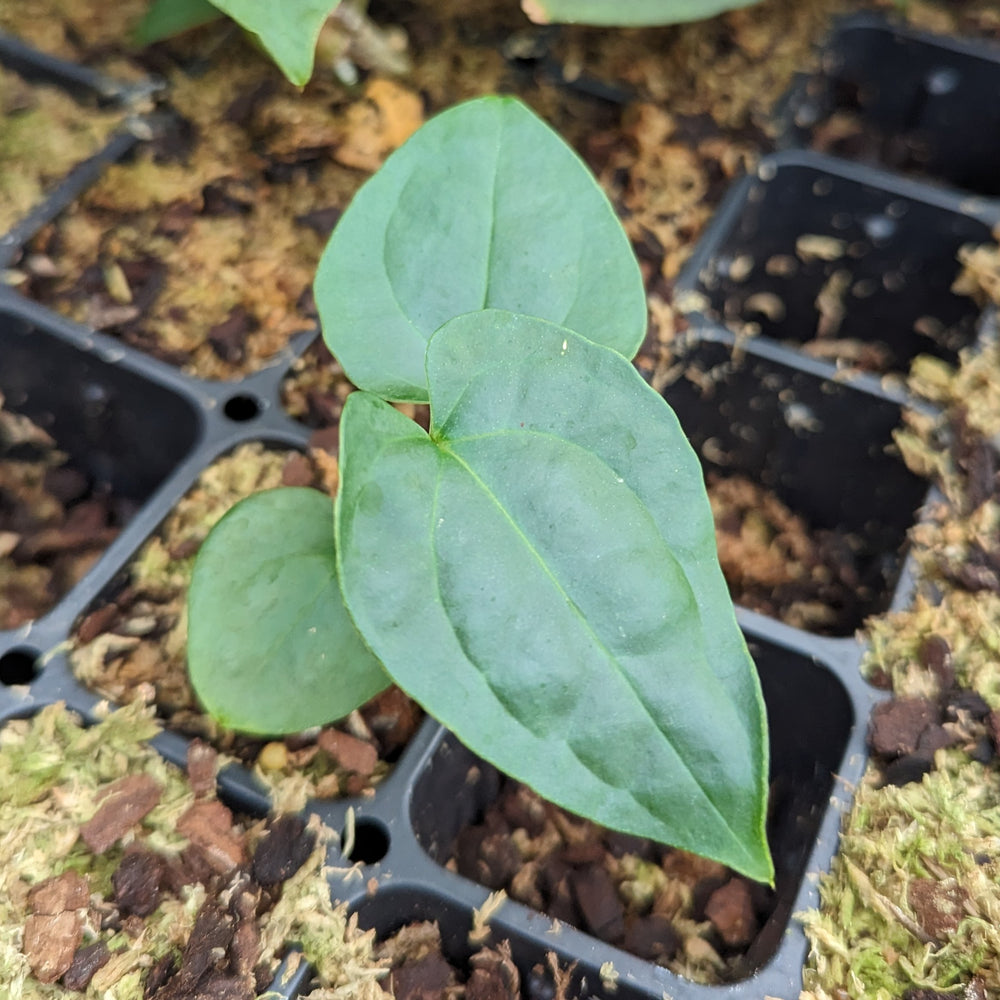 
                      
                        Anthurium (Red Crystallinum x magnificum) x debilis, CAR-0354
                      
                    
