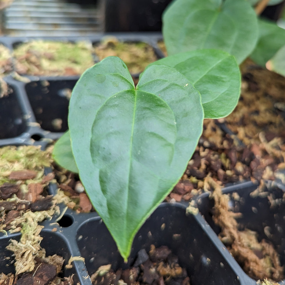 
                      
                        Anthurium (Red Crystallinum x magnificum) x debilis, CAR-0354
                      
                    