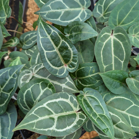 Glossy dark green Anthurium Voss leaves with pale cream venation.