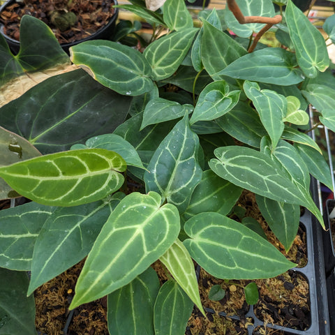 Anthurium hybrid CAR-0309 with broad glossy leaves and pale venation.