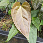 Anthurium Red Beauty x besseae aff (sp nov Darien), CAR-0342