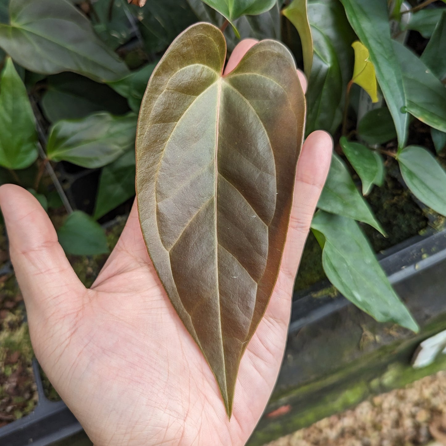 Anthurium Red Beauty x besseae aff (sp nov Darien), CAR-0342