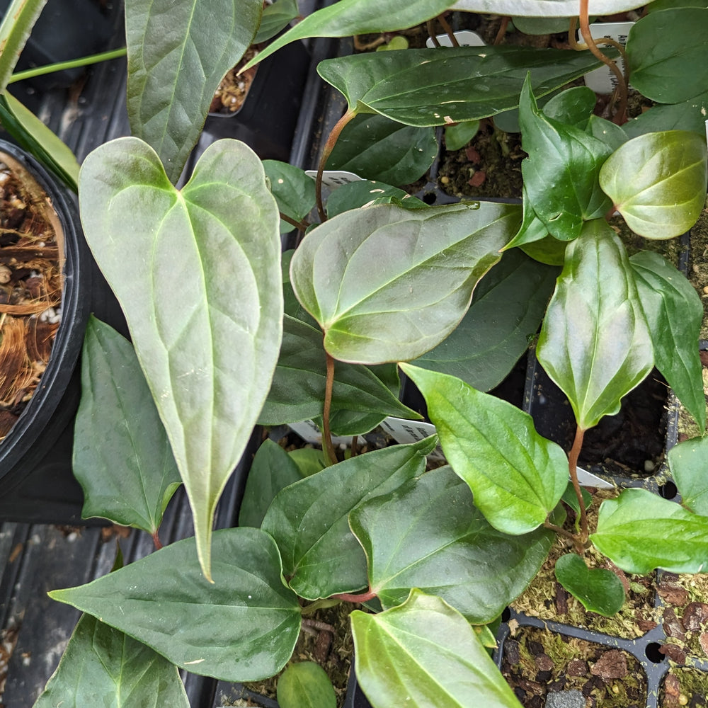 
                      
                        Anthurium Red Beauty x besseae aff (sp nov Darien), CAR-0342
                      
                    