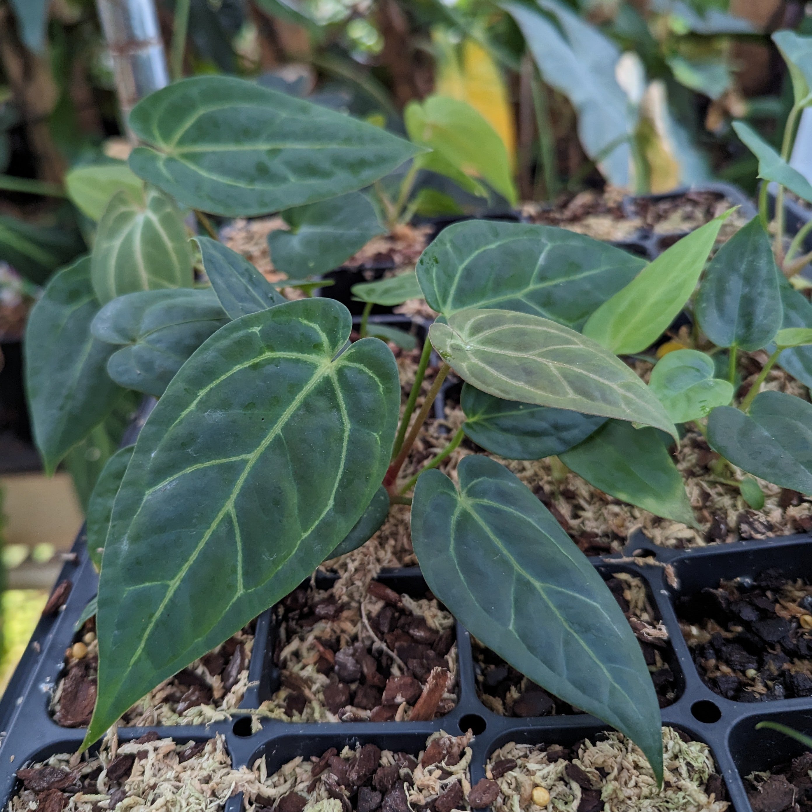 Anthurium (papillilaminum x Doc Block) x [(crystallinum x