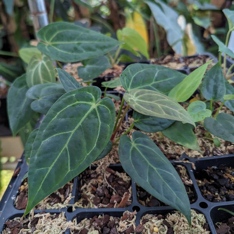 Anthurium plant cutting with glossy dark green heart shaped leaves in a nursery tray.