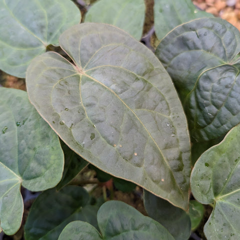 Close-up of Anthurium forgetii Dark x debilis leaves with broad oval blades