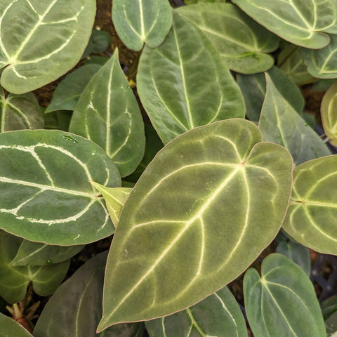 Anthurium crystallinum Dark x Indo Hoffmannii leaves with velvety texture and bright white venation close-up.