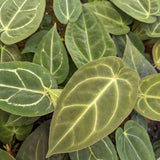 Anthurium crystallinum Dark x Indo Hoffmannii, CAR-0283