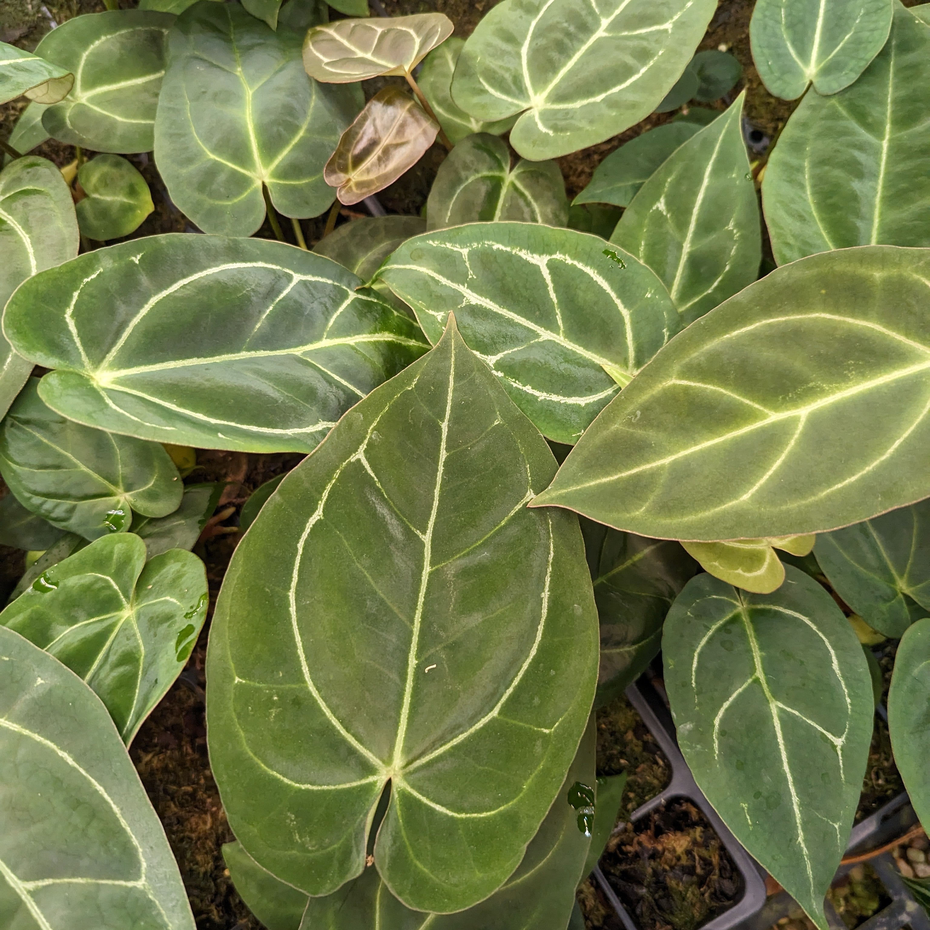 Anthurium crystallinum Dark x Indo Hoffmannii, CAR-0283 – Carnivero