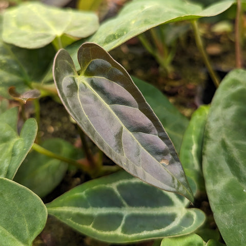 Close-up of a dark glossy Anthurium crystallinum leaf with pale venation