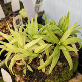 Pinguicula gigantea x (heterophylla x medusina) Butterwort